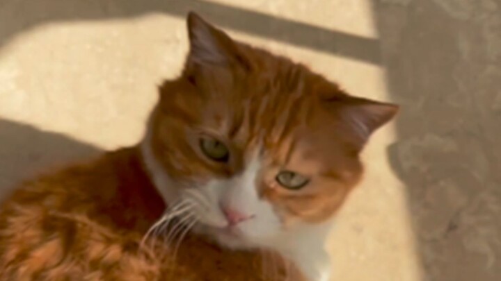 发量王者姜发财，梳毛梳出小地毯