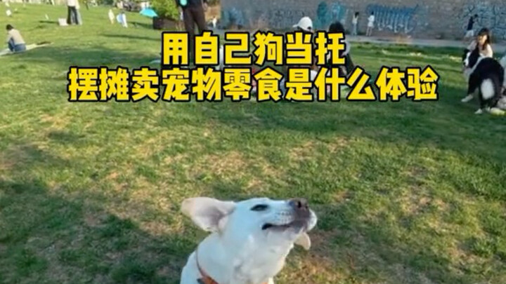 Dùng chính chó của mình làm “diễn viên” để bày hàng bán đồ ăn vặt cho thú cưng thì cảm giác thế nào 