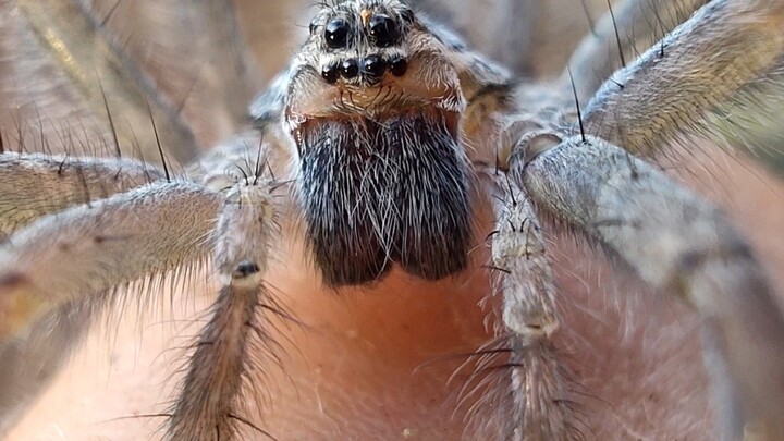 The Leg-Shaking Maniac Among Tarantulas: Taming the Wolf Spider