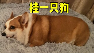 في النهاية، كنت مخطئًا في الثقة! قررت أن أفضح هذا الجرو الصغير