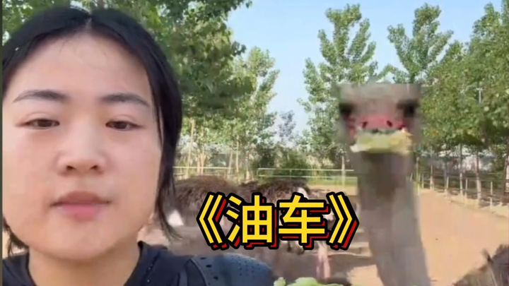 Why do some ostriches have blue license plates? Those are gasoline cars. Then why do some have green