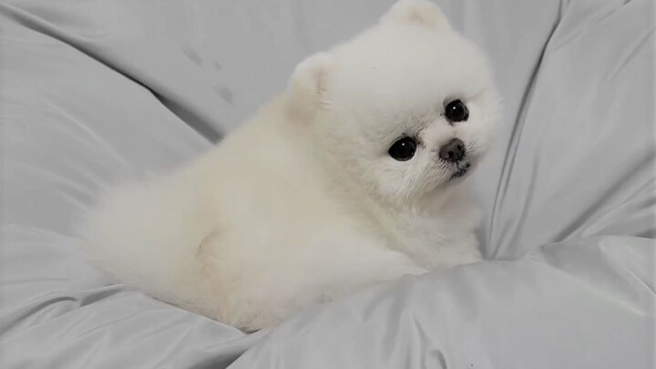 The little puppy is mad, pouting and kicking the blanket!