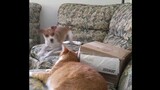 Funny dog & cat