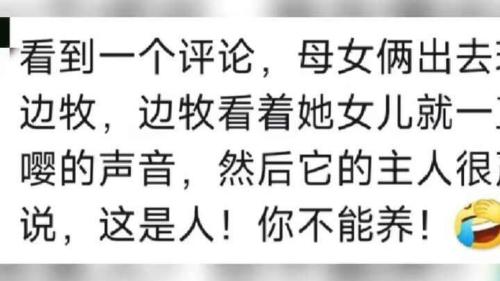 Border Collie: Hold on, I’ll put the pet down first.