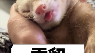 A little cutie who is more clingy than a cat~