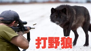 هجم ذئب بري على صياد، فانفجر الصياد غضبًا وأطلق النار على فم الذئب بكل قوة، كان الأمر مثيرًا جدًا!