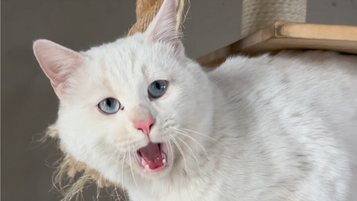 The farm's cats are all collected at night.