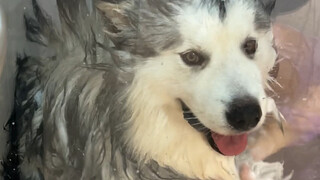 ผลงานวิทยานิพนธ์ของนักศึกษามหาวิทยาลัย: อลาเปลี่ยนโฉมก็อตซิลล่า