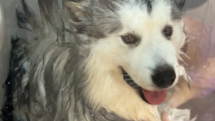 大学生毕设作品：阿拉爆改哥斯拉