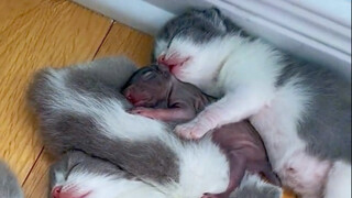 ความรักของแม่สามารถข้ามสายพันธุ์ได้