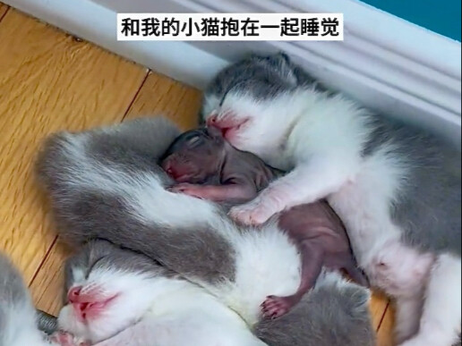 ความรักของแม่สามารถข้ามสายพันธุ์ได้