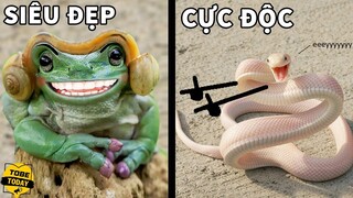 🔴 Top 5 Động Vật SIÊU ĐẸP Nhưng Bạn Phải TRÁNH XA, Ngay Cả RẮN HỔ MANG Còn Phải CHÀO THUA