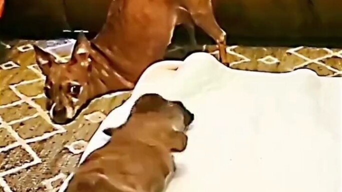 Itu mengajari teman-temannya cara beradaptasi dengan hidup menggunakan dua kaki.