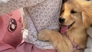 "Who on earth is raising this kind of puppy?"