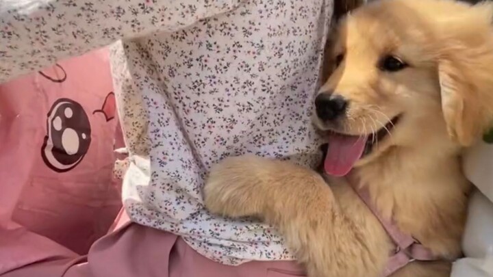 "Who on earth is raising this kind of puppy?"