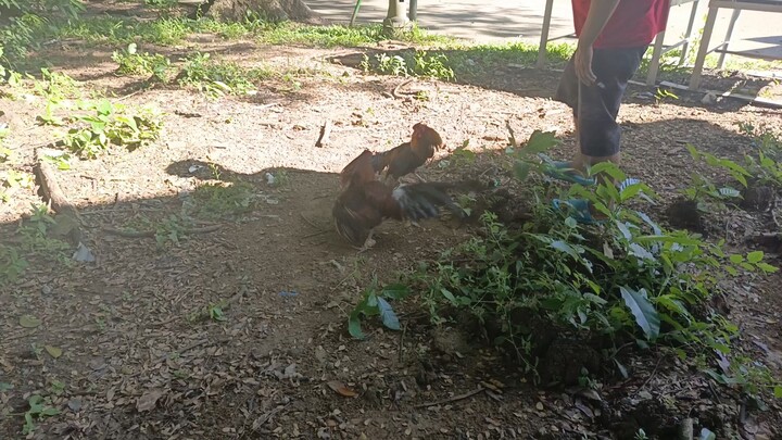 sunday spar yellow legged Gilmore hatch