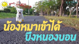 น้องหมาเข้าได้ ➡️ บึงหนองบอน คลิปน้องหมาน่ารัก |KathinTempledog |กฐินหมาดุ |กฐินปอมผสมชิวาวา