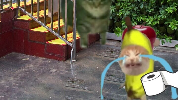 القطة الموزة تريد الذهاب إلى الحمام، لكن الطابور طويل جدًا. لحسن الحظ هناك القطة السعيدة.