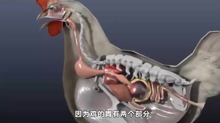 Why can leeches survive in the human body for several years but cannot parasitize chickens?
