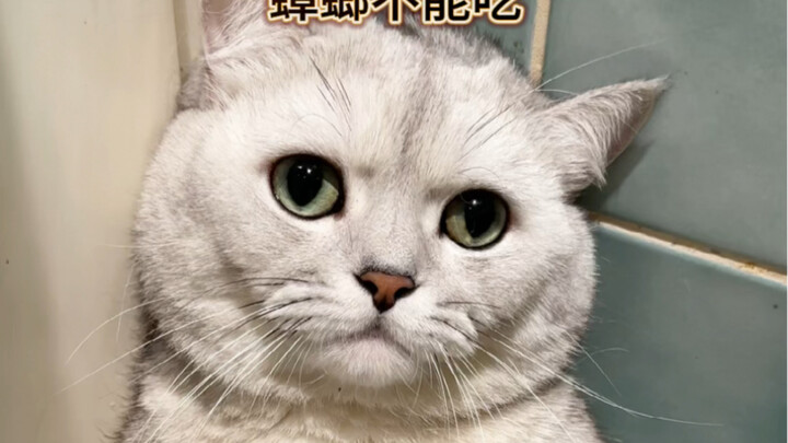 When I tried to explain to him that cockroaches aren’t edible…