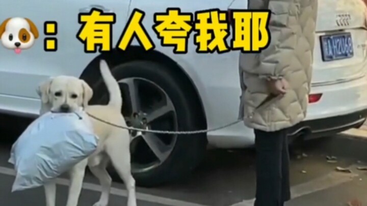 Puppy: What bad people are there in this world, anyway?