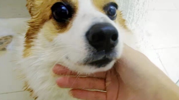 อาบน้ำให้คอร์กี้ น้ำหนักลดไปได้ถึง 20 ปอนด์ ความแตกต่างก่อน-หลังอาบน้ำชัดมาก!