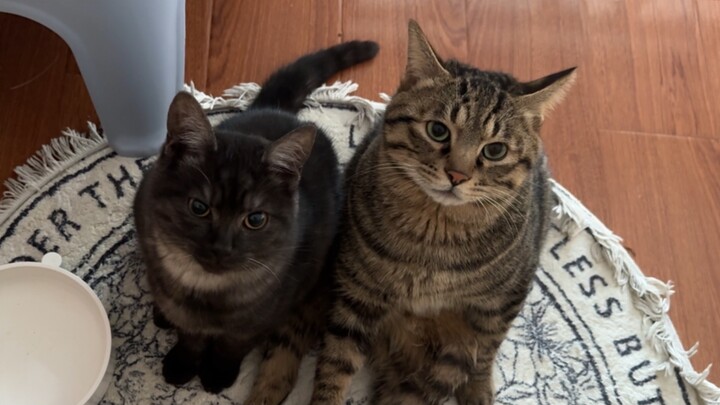 เก็บแมวมาหนึ่งตัวที่ตอบกลับทุกคำพูด! แล้วฉันกลับมีแมวแบบนี้ถึงสองตัว…