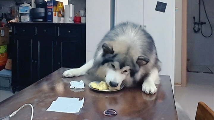 Dog caught red-handed sneaking a snack! Sting operation.