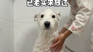 "Let's Show Off, Stop Pretending" Netizen: Why is it so well behaved in the bath? Me: Please watch t