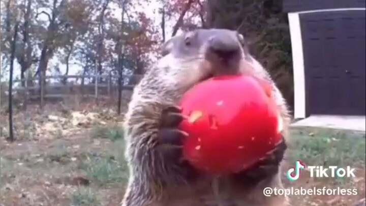 Kamu berani sekali, adik!