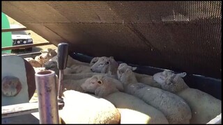 网友解释给羊群“集体泡澡”：其实是药浴