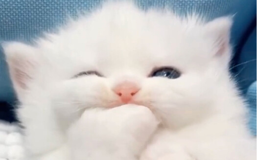 Jiojio with a milky aroma—here, have some! (,,•́.•̀,,)