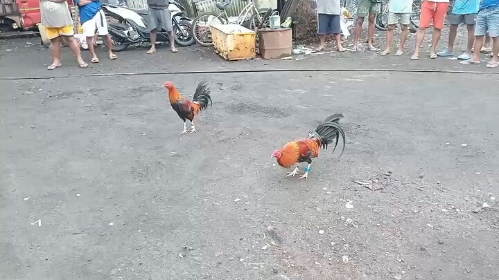 Yellw Legged Hatch (Lose)