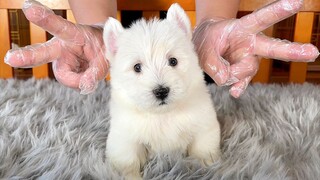 Chắc chắn sẽ khiến bạn phải ngoái nhìn! Chó sục trắng vùng cao nguyên phía Tây là giống chó thân thi