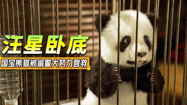 Anjing polisi mengikuti kontes anjing, ia ingin meraih juara hanya untuk menyelamatkan si panda yang
