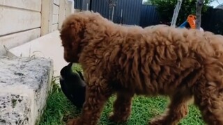 They are all dogs, I never expected