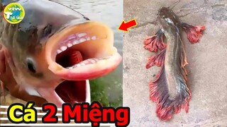 9 Con Cá Đột Biến Kỳ Lạ Và Quái Dị Nhất Mà Bạn Không Tin Chúng Tồn Tại Trên Hành Tinh |Vivu Thế Giới