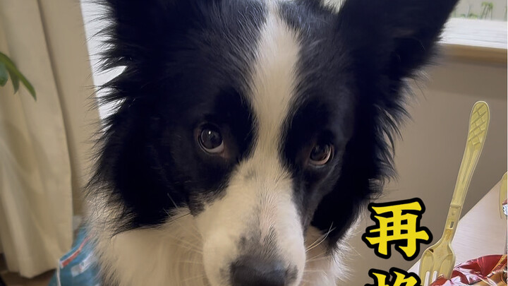 ฉันคาดเดาได้แล้วว่าหมากำลังคาดเดาการคาดเดาของฉัน…