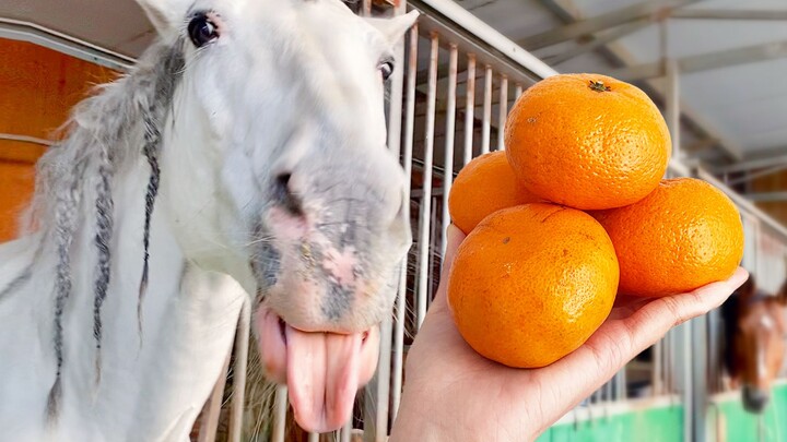Don't Throw The Sour Oranges. Feed Them To Horses.