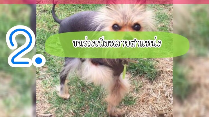 black skin โรคขนร่วงในปอม by Thai Pet Academy