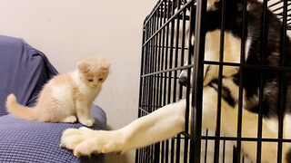 [Animals]A husky meets a cat for the first time