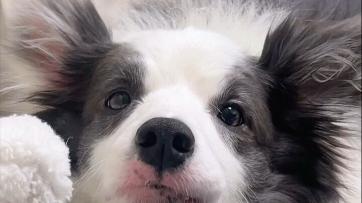 While the puppy is sleepy, call her best doggy friend.