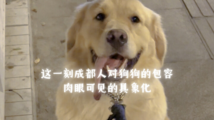 This moment perfectly captures how visibly and concretely Chengdu residents embrace their dogs!