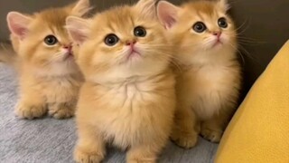 When you are unhappy, just look at the little kitten~