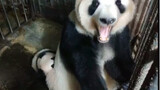 [Panda Lan Xiang] It's Not Easy Being a Mom