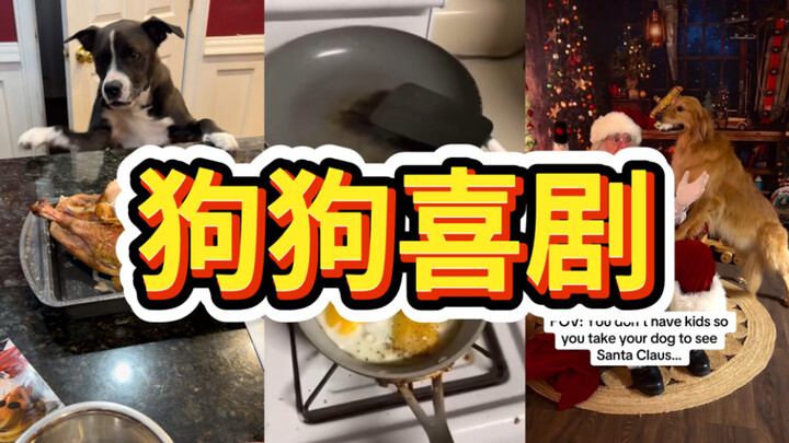 Hài hước về chó Pt.2 - Xin hãy nhận đĩa trứng ốp la này nhé ❤️