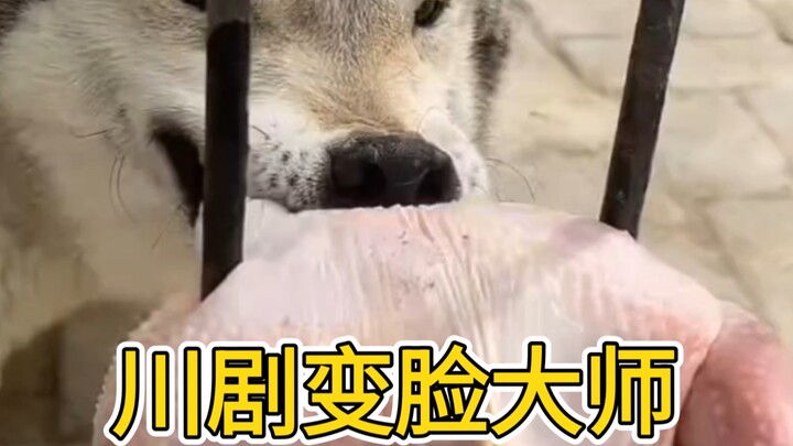 Hilarious Zookeeper Introduces the Wolves at the Tiger Enclosure