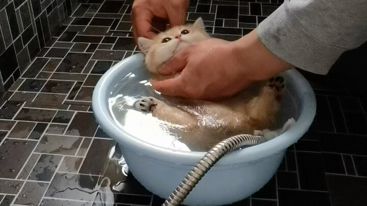 Mandiin kucing mainan berbulu, semua bilang kelihatannya seperti kucing asli.