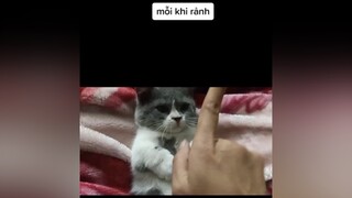 khi mà mèo nhà bạn cứ nghĩ ngón tay là món ăn và cái kết 🤣🤣🤣catlover meovat meocute cutecat