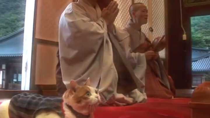 Kucing itu sejak kecil diadopsi oleh seorang biksu, setiap hari di vihara menjalani hidup sebagai pe